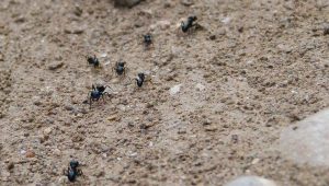 Ameisen im Sandkasten